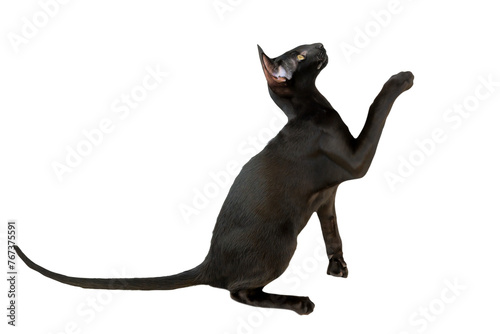 Bilde på lerret Black purebred oriental cat little kitten in PNG isolated on transparent backgro