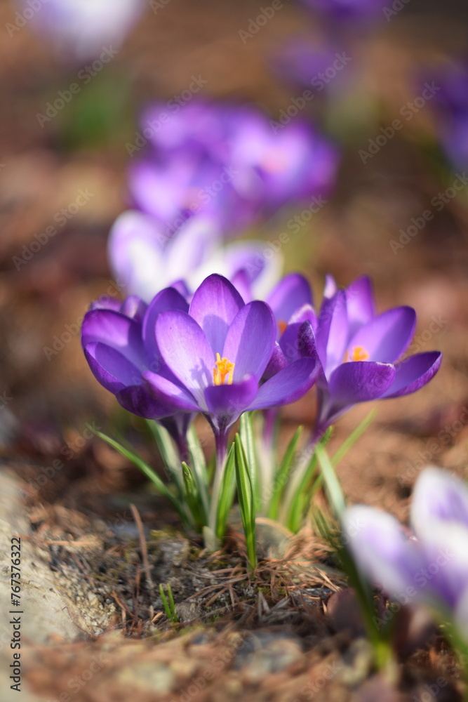Blooming crocuses in spring garden, soft focus  by old manual helios lens,bokeh background, blurr as painted.