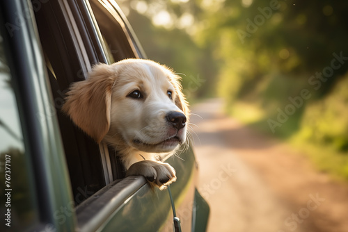 Puppy's Adventure: Joyful Golden Retriever Pup on a Car Ride