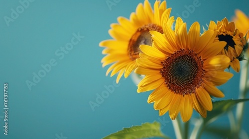 Sunny Sunflowers on Light Blue Background with Shadow