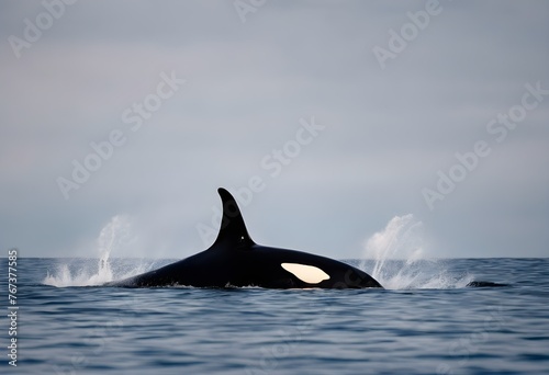 A view of a Killer Whale © Simon Edge