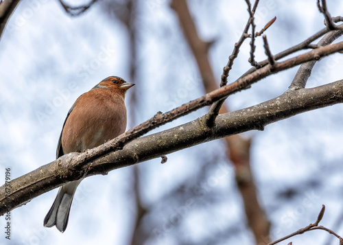 Chaffinch (Fringilla coelebs) - Widespread across Europe, Asia, and North Africa photo