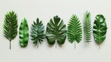 Green Tropical Leaves on White Background - Set of Fresh and Lush Foliage for Nature, Gardening, and Botanical Concepts.