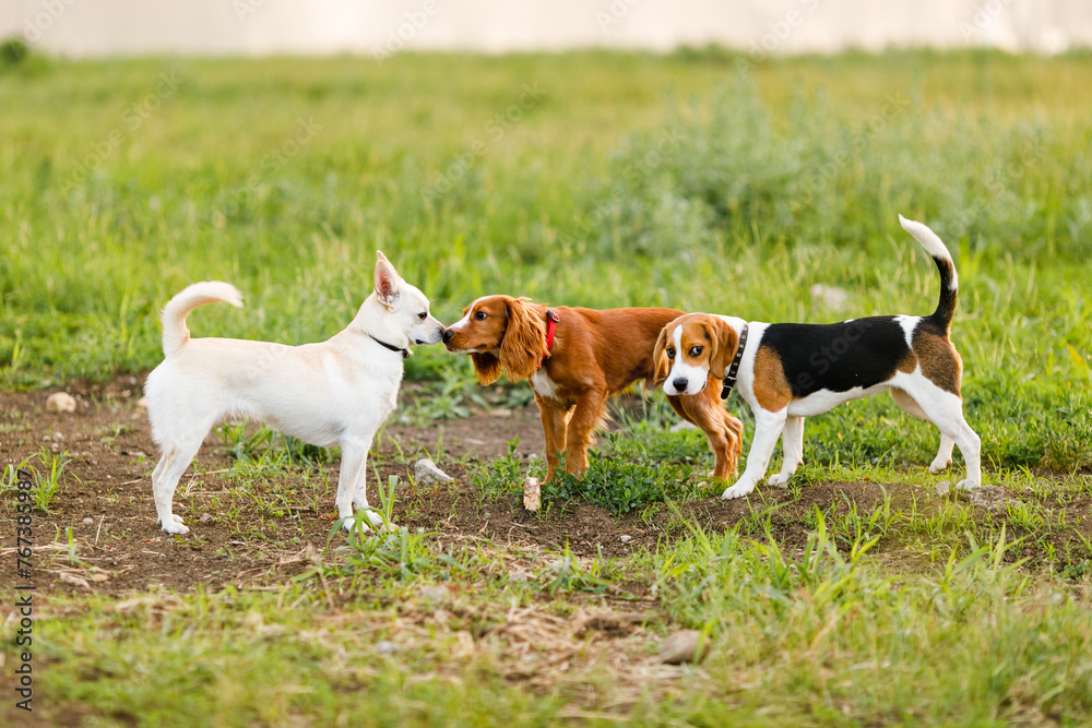 Three dogs of different breeds in a field sniffing each other Three dogs of different breeds in a field sniffing each other