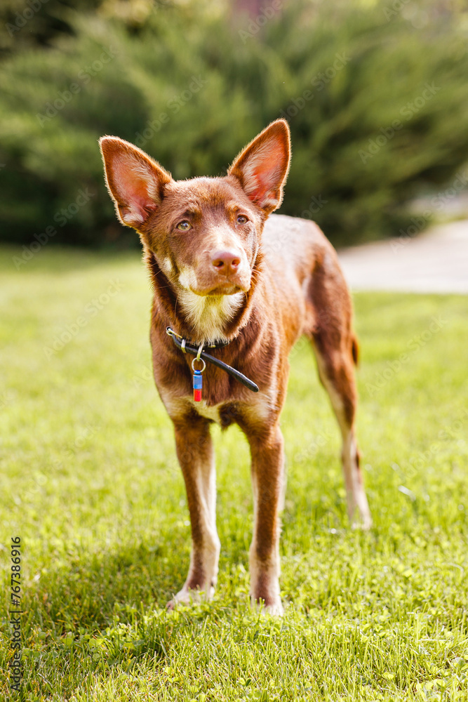 Australian Kelpie puppy outside in the yard on the green lawn