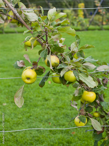Cooking apples on the cordon malus tree -  sour fruit is the best for apple pies and cakes.