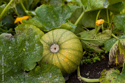 Pumpkin plant the garden.