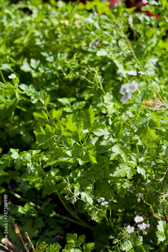 Flat leaf parsley in the garden.