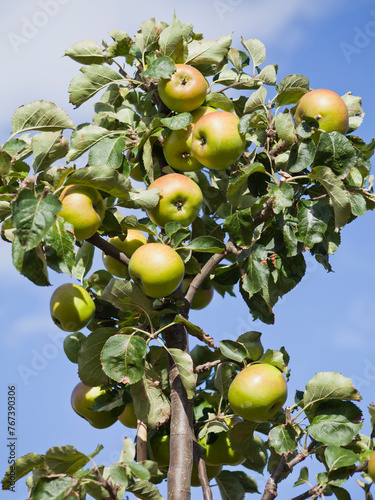 Alderman green apple tree with ripe fruit.
