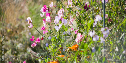 Pink and purple sweet pea flowers in the wild English garden. The sweet pea (Lathyrus odoratus) is a flowering plant. Beautiful blossom in the sunny day.