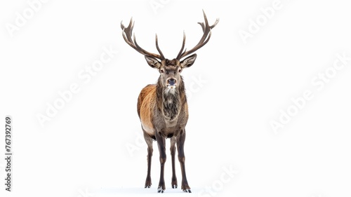 a magestic stag with white background photo
