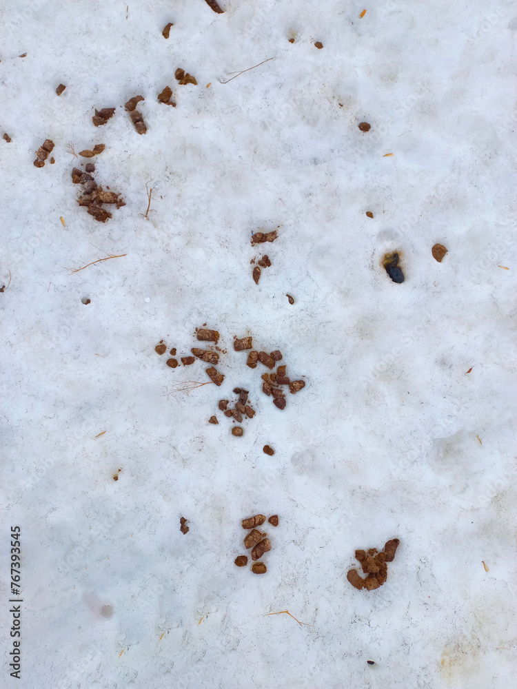 dog walking poop in the snow in the snow, the concept of a lack of culture for raising dog owners and inability to care for animals dog walking poop in the snow in the snow, the concept of a lack of culture for raising dog owners and inability to care for animals