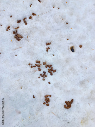 dog walking poop in the snow in the snow, the concept of a lack of culture for raising dog owners and inability to care for animals © ANASTASIIA