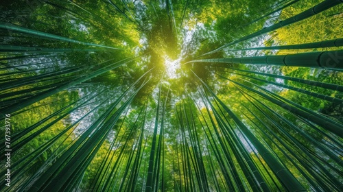 Serene Beauty: A Majestic Bamboo Forest