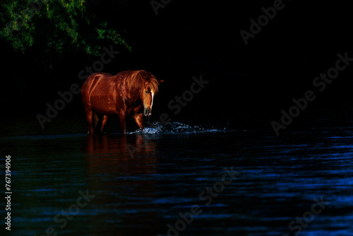 Wild Horse on the Salt River