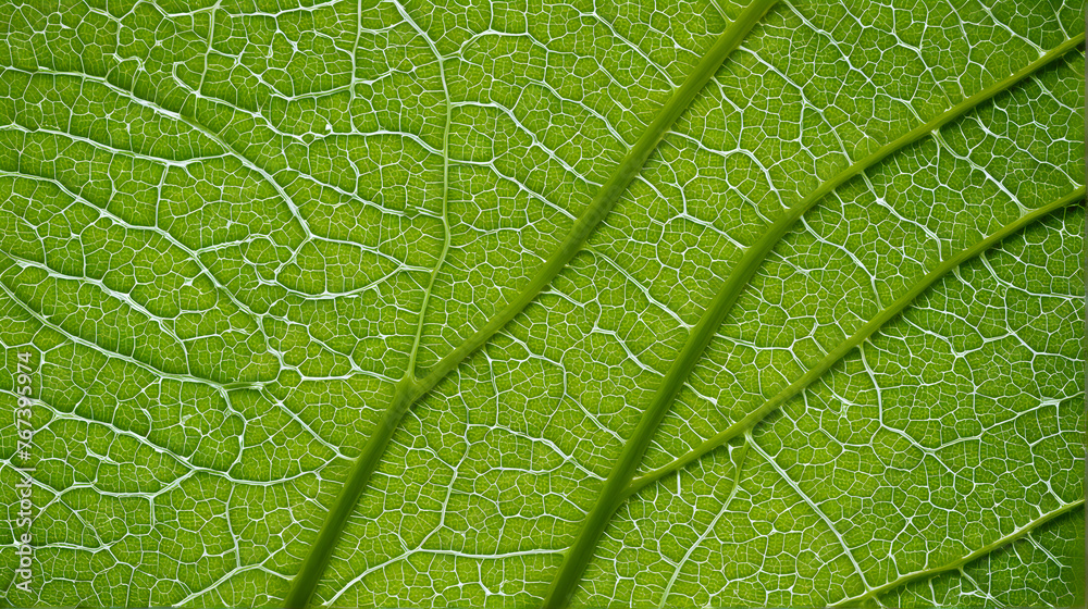 This close-up image shows the intricate network of veins on a bright green leaf, highlighting the delicate and complex structure of plant life This close-up image shows the intricate network of veins on a bright green leaf, highlighting the delicate and complex structure of plant life