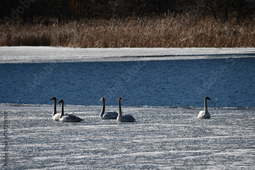 swans in winter