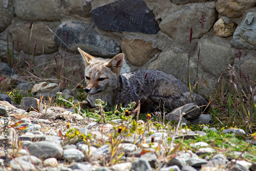 Wild fox at Tierra del Fuego National Park Argentina photo