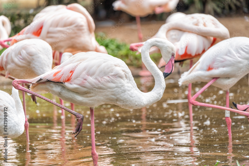 Flamingo birds in tropic forest in Brazil.