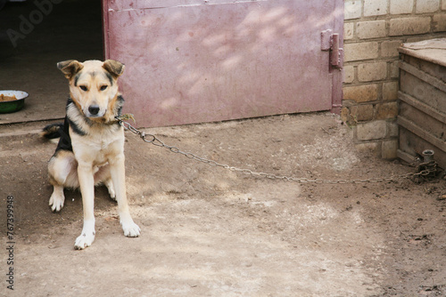 Close-up of a dog’s muzzle on the street, close-up of a mongrel dog’s muzzle, close-up of a dog on a chain in a rural yard, cute breedless dog photo