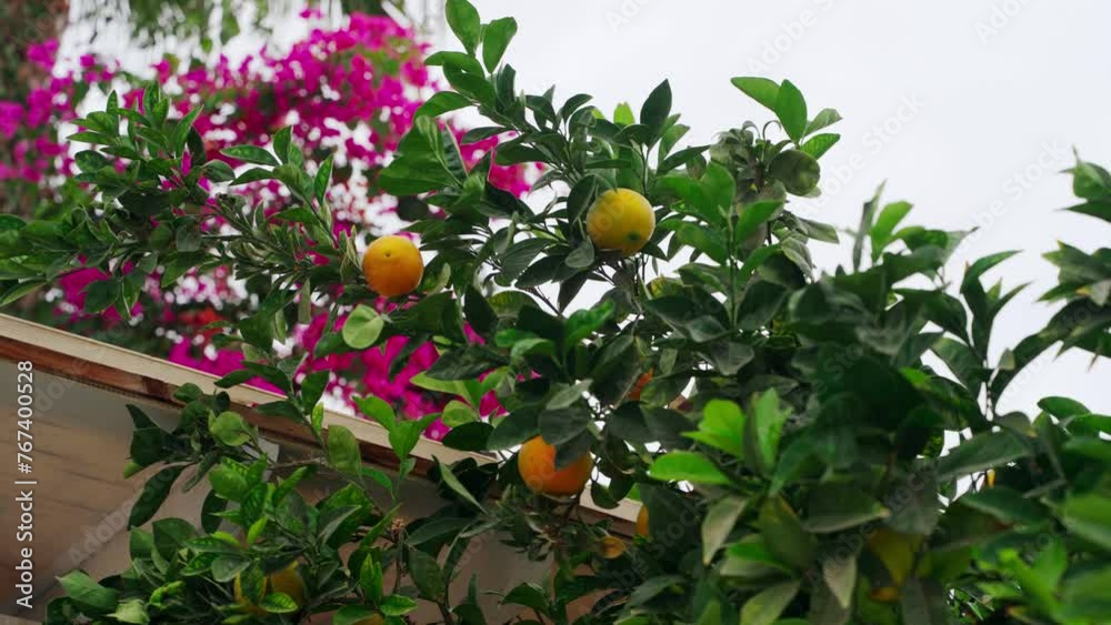 Citrus tree with ripe fruits against vibrant bougainvillea. Organic lemon growth, urban gardening on rooftop. Sustainable agriculture, farm-to-table concept. Seasonal harvest, green living trend. Citrus tree with ripe fruits against vibrant bougainvillea. Organic lemon growth, urban gardening on rooftop. Sustainable agriculture, farm-to-table concept. Seasonal harvest, green living trend.
