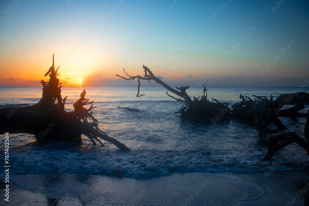 Sunrise over the ocean, driftwood and waves
