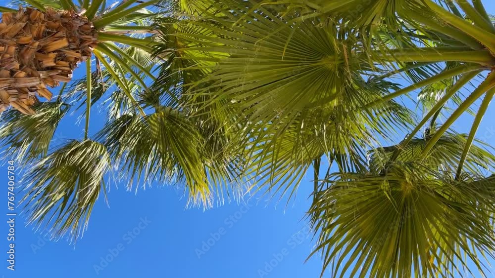 Experience coastal bliss with palm trees swaying gently by the shimmering sea, where golden sands meet azure waters in a picturesque paradise Experience coastal bliss with palm trees swaying gently by the shimmering sea, where golden sands meet azure waters in a picturesque paradise