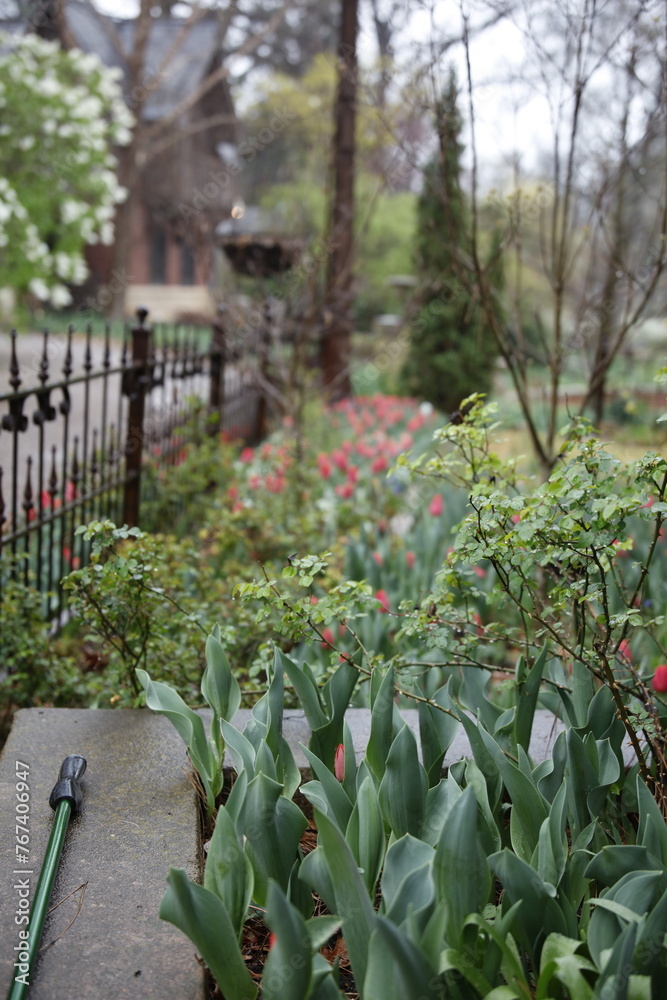 garden with flowers