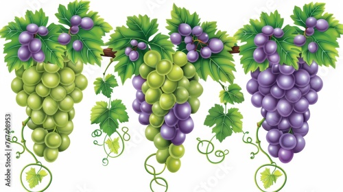  a bunch of green and purple grapes hanging from a vine on a white background with a green leafy vine.