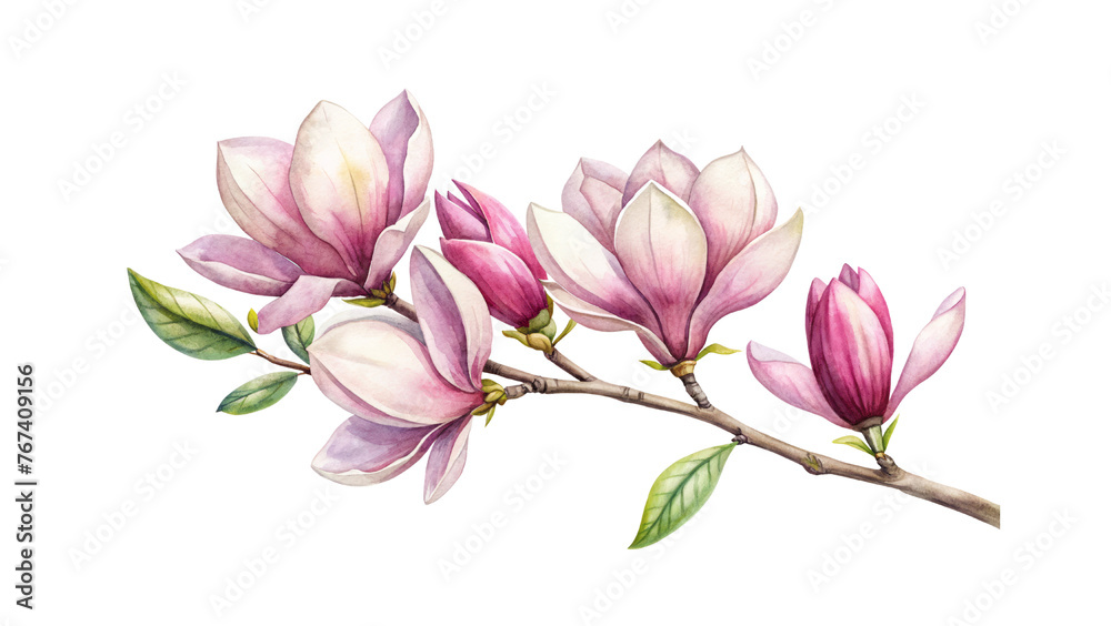 Blooming magnolia branch, close-up isolated on a transparent background.