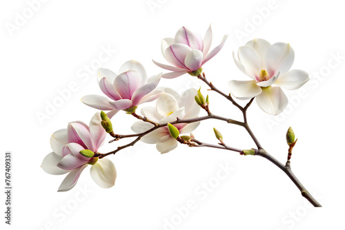 Blooming magnolia branch, close-up isolated on a transparent background.