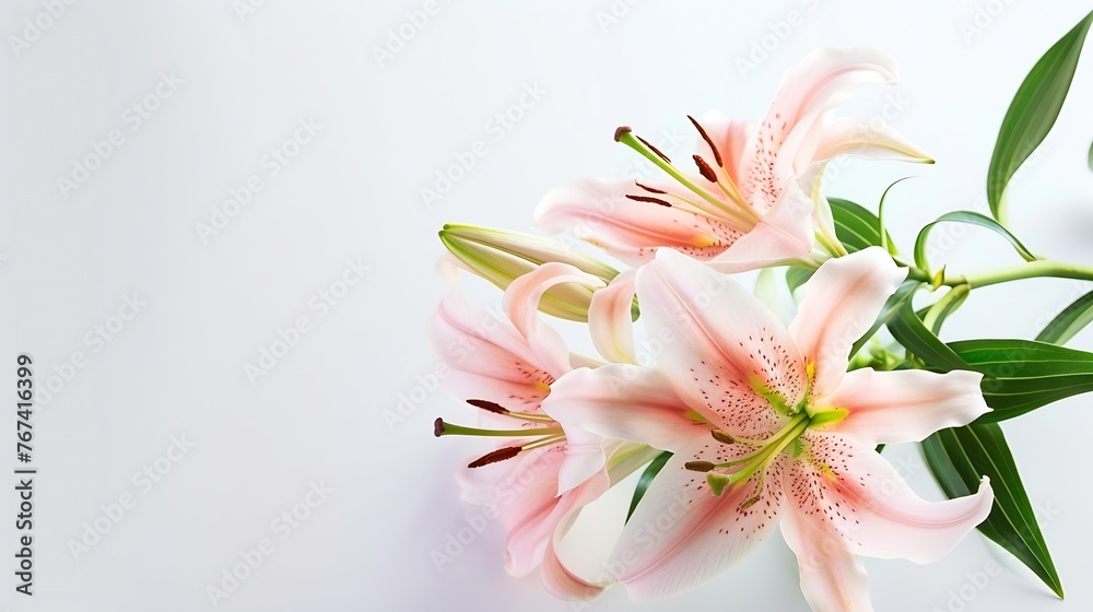 Generative AI : Beautiful pink lily flower bouquet isolated on white background