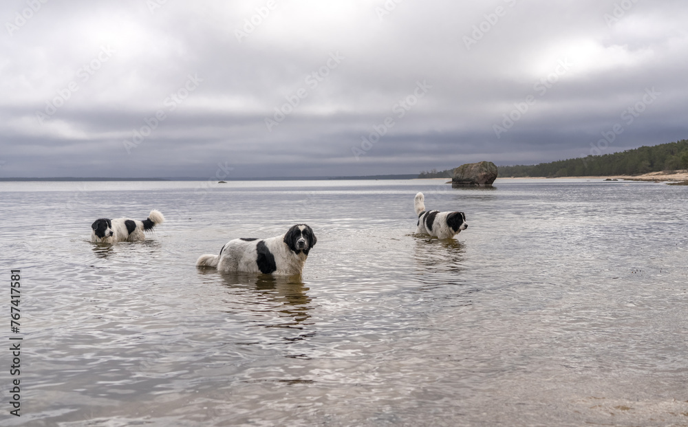 Kaberneeme Estonia - March 23 2024: Landseer dogs having fun on Kaberneeme beach, they play, run wild, swim and chase a stick. Early spring in Estonian Nordic coast. Cloudy sky.