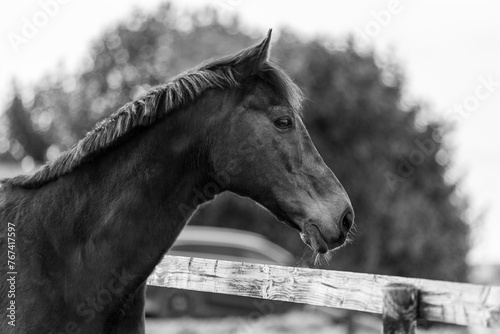 Pferdeportrait schwarzweiß © Nadine Haase