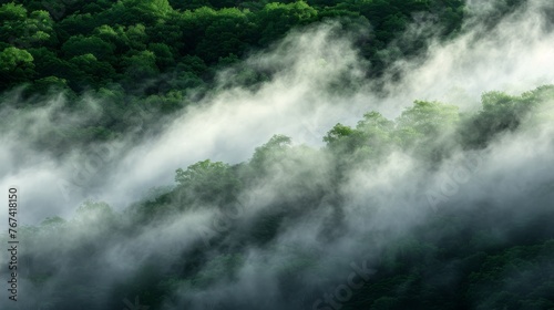  a forest filled with lots of green trees covered in a thick layer of white and grey mist rising from the tops of the trees.