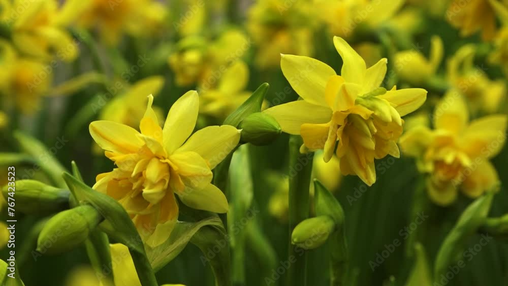 yellow daffodils in the spring yellow daffodils in the spring