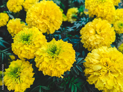 yellow marigold flowers with daisy petals