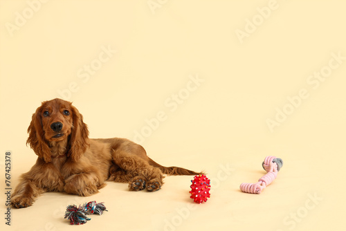 Cute cocker spaniel with pe...