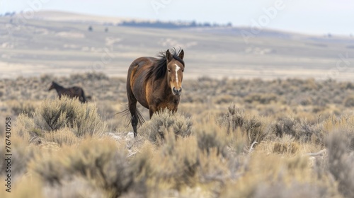  a brown horse running in a field with a mountain in the backgroup of the field in the background. © Anna