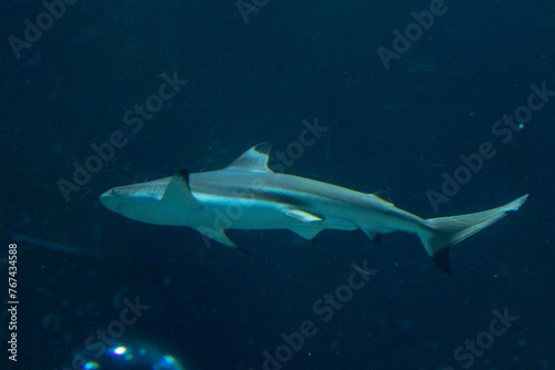 Underwater view of a solitary shark swimming near the ocean floor amidst blue waters.