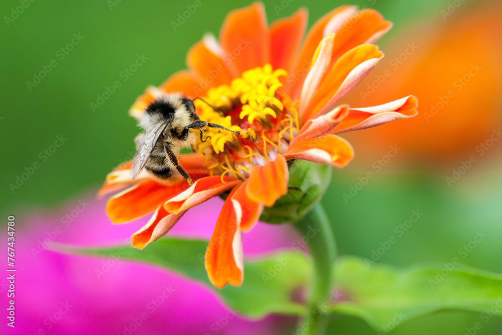 macro image of bee on orange flower in summer macro image of bee on orange flower in summer