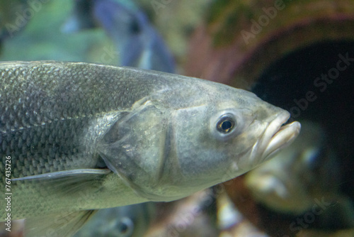 Fototapeta Naklejka Na Ścianę i Meble -  Close-up of a fish swimming in clear water with a blurred background.