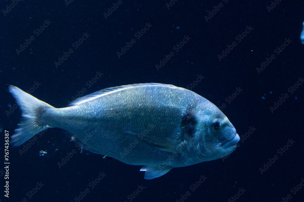 Single fish swimming in the deep blue ocean, side view.
