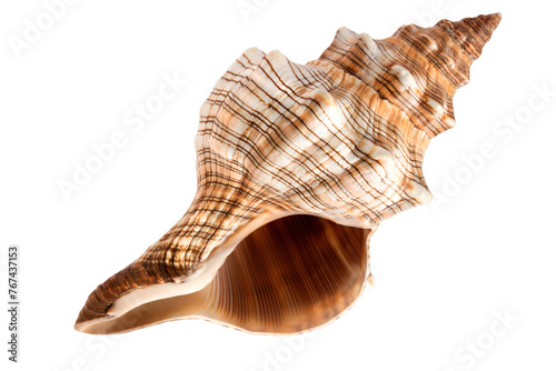 One beautiful sea shells, ocean, summer and vacation design element isolated on transparent background, png 