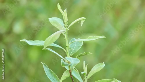 Salix cinerea (common sallow, grey sallow, grey willow, grey-leaved sallow, large grey willow, pussy willow, rusty sallow ) is willow native to Europe and western Asia. photo