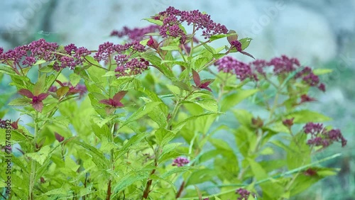 Spiraea japonica, the Japanese meadowsweet or Japanese spiraea, is a plant in the family Rosaceae. Synonyms for the species name are Spiraea bumalda and Spiraea japonica alpina Maxim. photo