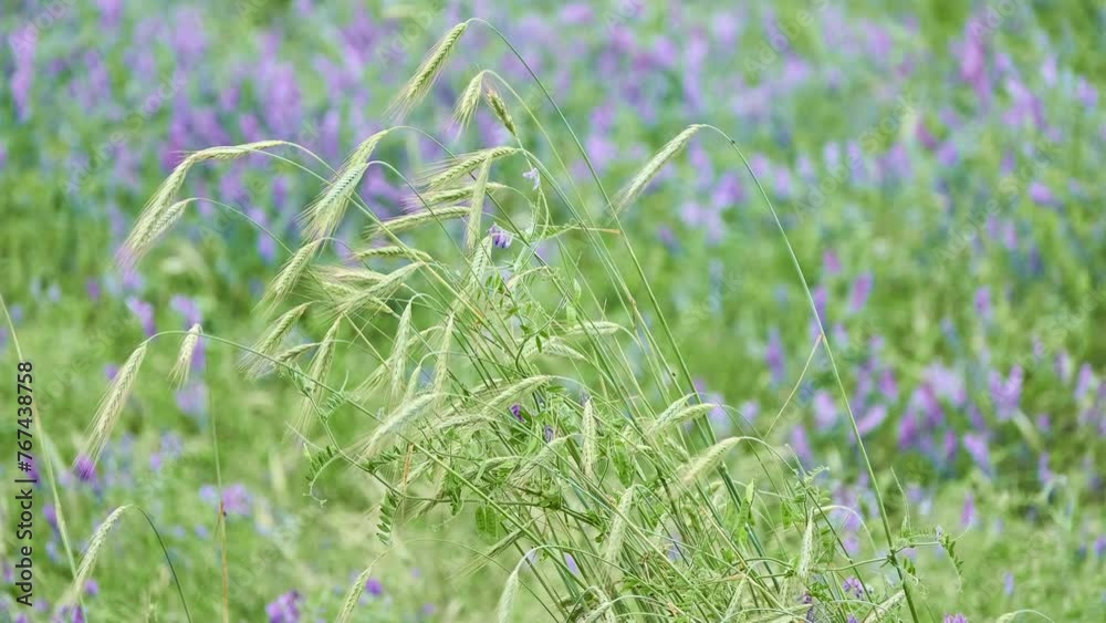 Rye (Secale cereale) is grass grown extensively as grain, cover crop and forage crop. It is