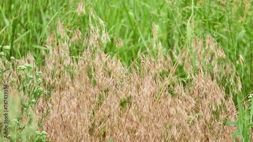 Empty oats, or wild oats (Avena fatua) - an annual plant, a species of the genus Oats of the Cereals family, or Poaceae, is a malignant weed of cereals.