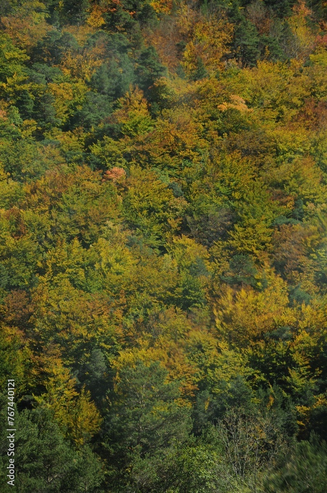 Forêt région française Forêt région française