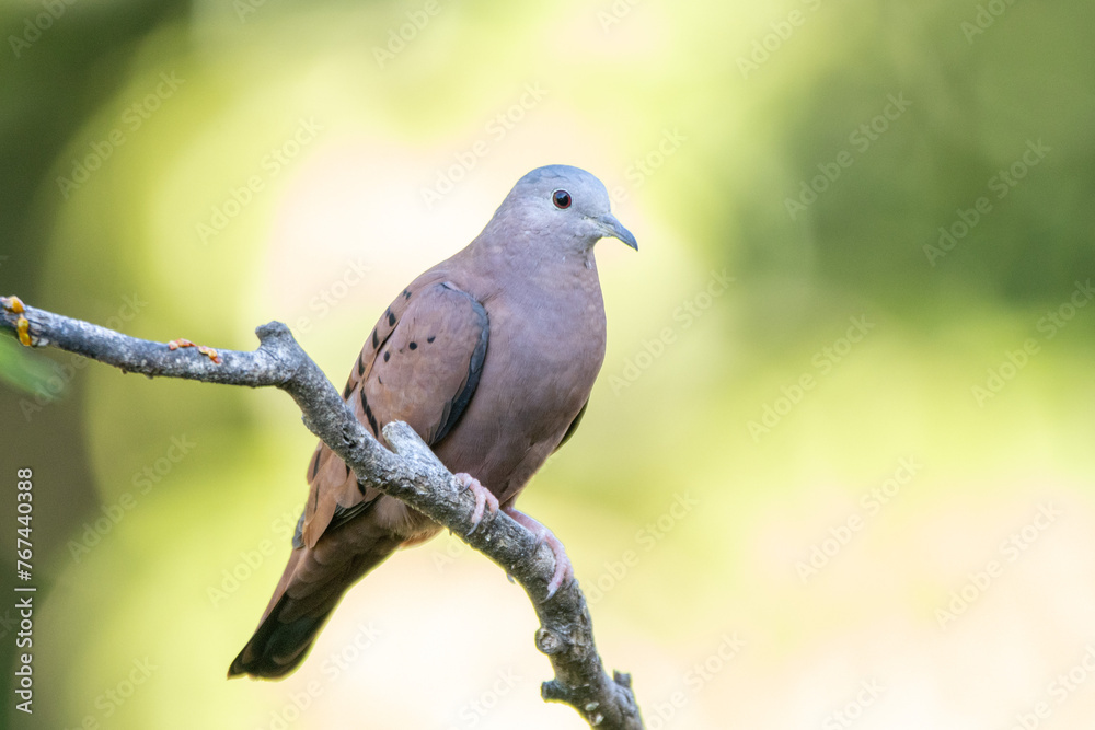 A ruddy ground-dove perched on a branch under rain. It is a small tropical dove from Brazil and South American as know as Rolinha. Species Columbina talpacoti. Animal world. Birdwatching. Birding. A ruddy ground-dove perched on a branch under rain. It is a small tropical dove from Brazil and South American as know as Rolinha. Species Columbina talpacoti. Animal world. Birdwatching. Birding.